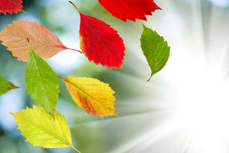 autumn leaves on a sun backgroundの写真素材