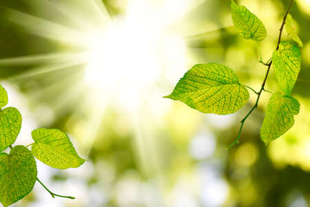 branch with leaves against the sunの写真素材