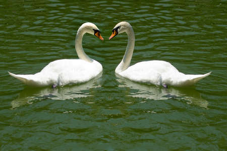 image of swans in the riverの写真素材