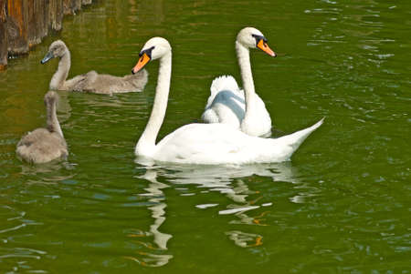 swans on the water closeupの写真素材