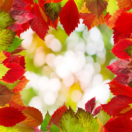 image of autumn leaves  as a frameの写真素材