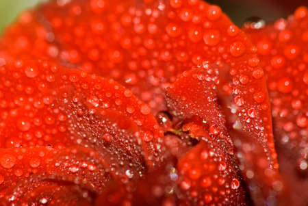 image of beautiful red rose flower closeupの写真素材