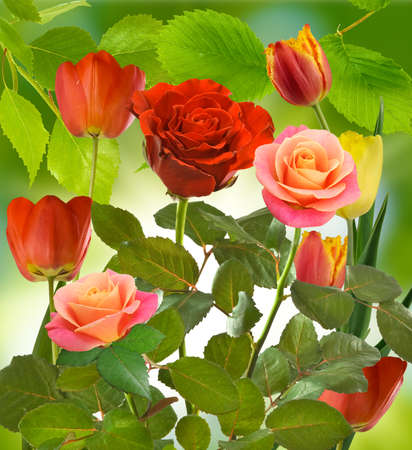 Image of roses and tulips on a green backgroundの写真素材