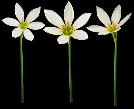 image of white flowers on a black backgroundの写真素材