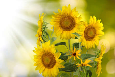 image field of sunflowers on a  blue sky backgroundの写真素材