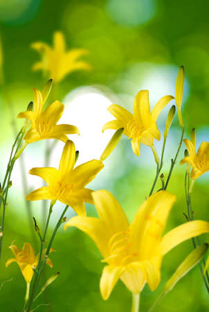 beautiful yellow day-lily flowers against the sunの写真素材