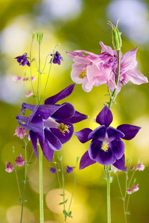 beautiful flowers in the garden  closeupの写真素材