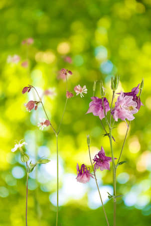 Image of beautiful flowers in the garden closeupの写真素材
