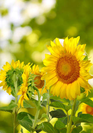 image of many of sunflowers in the field closeupの写真素材