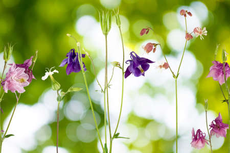 Image of beautiful flowers in the gardenの写真素材