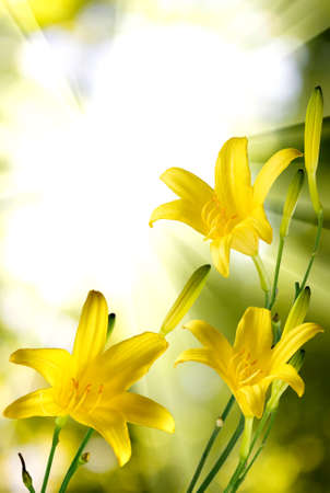 image of beautiful yellow day-lily flowers against the sunの写真素材