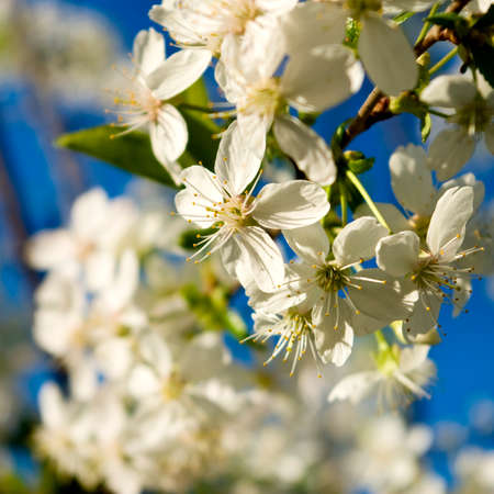 beautiful image of blossoming branches against the blue sky closeupの写真素材