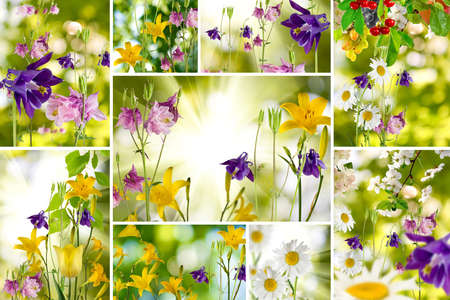 image of many beautiful colorful flowers in the garden closeupの写真素材