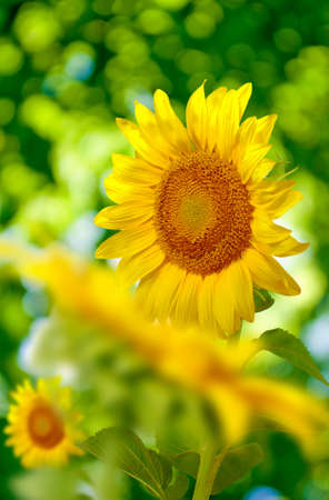 image of many beautiful sunflowers in the field closeupの写真素材