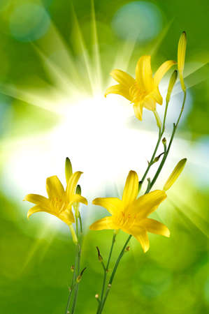 image of beautiful yellow day-lily flowers on a green background closeupの写真素材