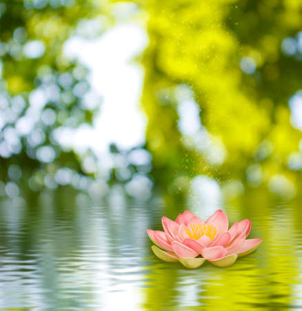 image of a lotus flower on the water against  the sun backgroundの写真素材