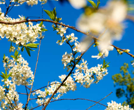 beautiful image of blossoming branchesの写真素材