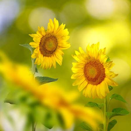 image of many beautiful sunflowers in the meadow closeupの写真素材