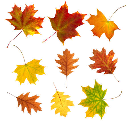 Isolated image of autumn leaves on a white backgroundの写真素材