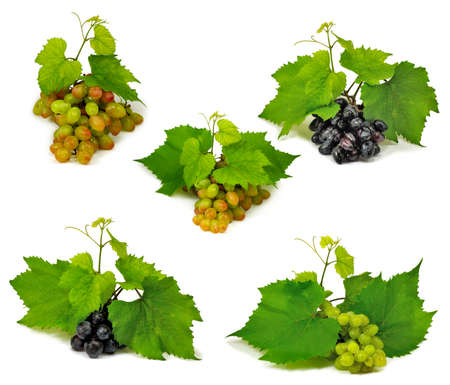Isolated image of grapes on a green backgroundの写真素材
