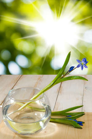 snowdrop in a vase on a wooden table on green backgroundの写真素材
