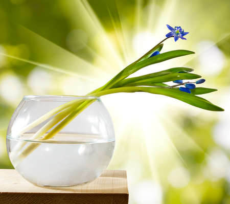 snowdrop in a vase on a wooden table against the sunの写真素材