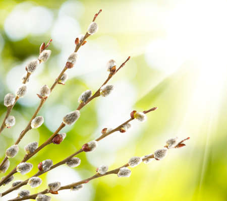 image of willow on a green backgroundの写真素材