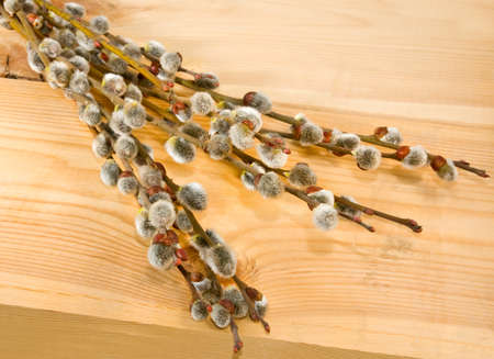 Isolated image of a willow on the board closeupの写真素材