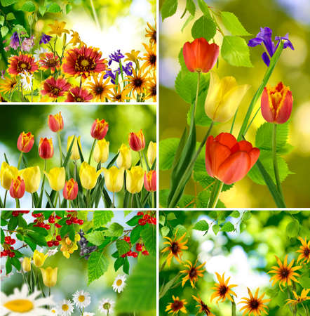 different beautiful flowers in a park closeupの写真素材