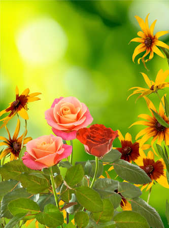 image of  beautiful flowers on blurred background closeupの写真素材