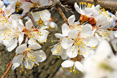 blossoming tree in the spring garden closeupの写真素材