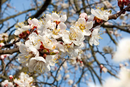 blossoming tree in the spring gardenの写真素材
