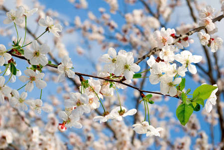 blossoming tree in the spring gardenの写真素材