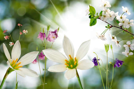 image of flowers on  sun backgroundの写真素材