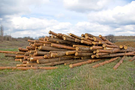 Image of many firewood in the village closeupの写真素材