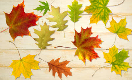 Image of autumn leaves on the tableの写真素材