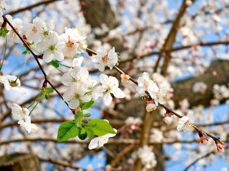 image of a blossoming tree against the skyの写真素材