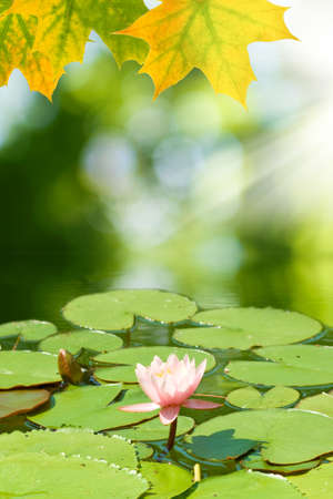autumn leaves on the  lotus flower background of  waterの写真素材