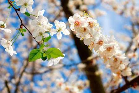 image of blossoming tree in the spring gardenの写真素材