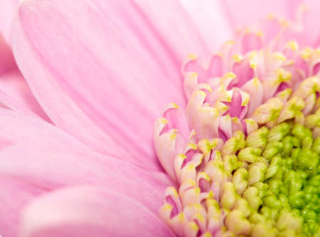 image of a beautiful pink flowerの写真素材