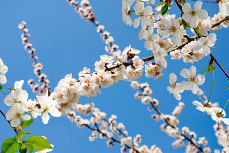image of blossoming tree in the spring gardenの写真素材