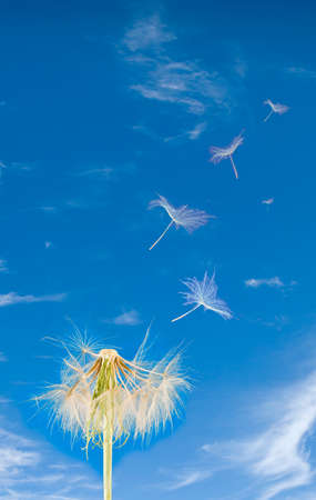 Image of dandelion  against the skyの写真素材