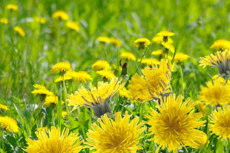 Image of dandelion in the gardenの写真素材