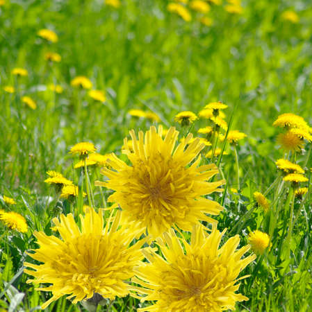 Image of dandelions in the gardenの写真素材