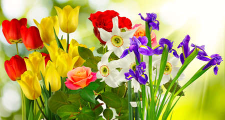 image of many beautiful flowers on a white backgroundの写真素材