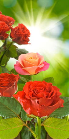 image of  beautiful flowers on blurred background closeupの写真素材
