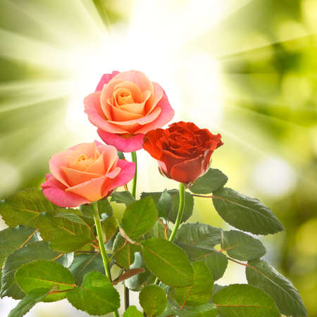 image of  beautiful flowers on blurred background closeupの写真素材