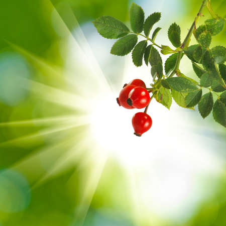image of rose hips against the sunの写真素材