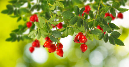 image of rose hips on a green backgroundの写真素材