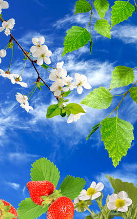 image of strawberries on the sky backgroundの写真素材
